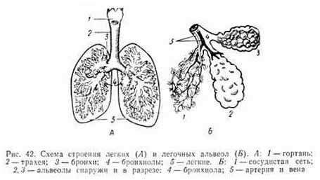 Строение и функции дыхательной системы человека. Строение органов дыхания и их функции